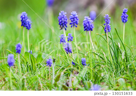 Blue Flowers Blooming Beautifully in Park Blue Flowers Blooming Beautifully in Park 130151633