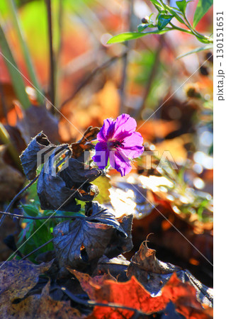 Blue and Purple Wild Spring Flowers 130151651