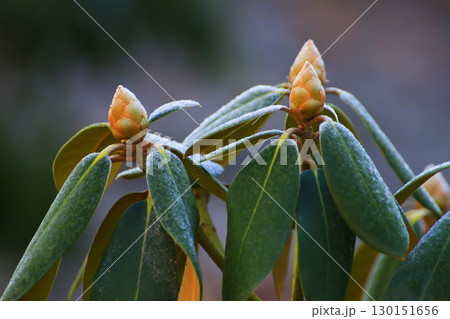 Yellow Rhododendron Buds Covered in Snow 130151656