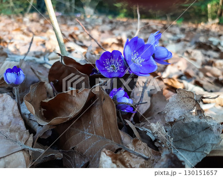 Blue and Purple Wild Spring Flowers 130151657