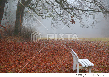 Foggy Autumn Trees in the Park 130151676