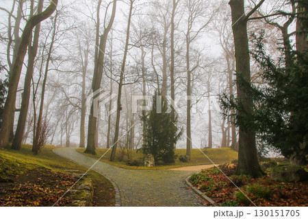 Foggy Autumn Trees in the Park Foggy Autumn Trees in the Park 130151705