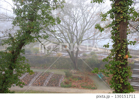 Foggy Autumn Trees in the Park 130151711