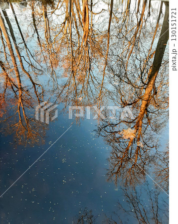 Autumn Trees Reflected in Calm Lake Autumn Trees Reflected in Calm Lake 130151721