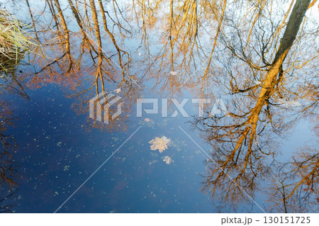 Autumn Trees Reflected in Calm Lake Autumn Trees Reflected in Calm Lake 130151725
