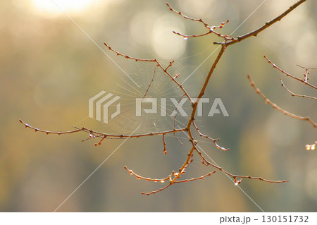 Spider Web Woven Between Tree Branches Autumn 130151732