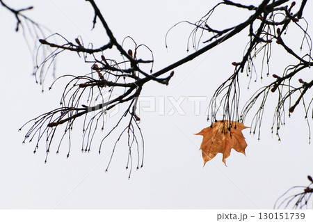 Empty Tree Branches Silhouettes with Raindrops Autumn Empty Tree Branches Silhouettes with Raindrops Autumn 130151739