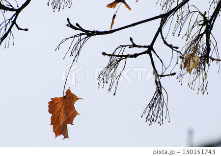 Empty Tree Branches Silhouettes with Raindrops Autumn 130151743