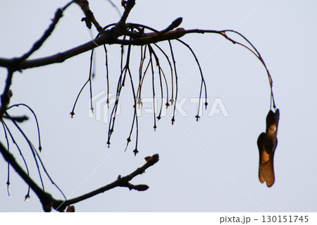 Empty Tree Branches Silhouettes with Raindrops Autumn Empty Tree Branches Silhouettes with Raindrops Autumn 130151745
