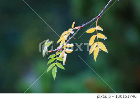 Yellow and Green Autumn Leaves Hanging from Trees Yellow and Green Autumn Leaves Hanging from Trees 130151746