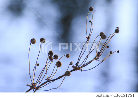 Dried Plant Branches Against Soft Golden Morning Light Dried Plant Branches Against Soft Golden Morning Light 130151751