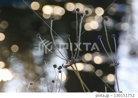 Dried Plant Branches Against Soft Golden Morning Light 130151752