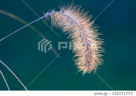 Dried Plant Branches Against Soft Golden Morning Light 130151753