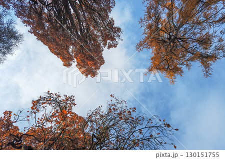 Autumn Trees Viewed Upwards Against Blue Sky 130151755