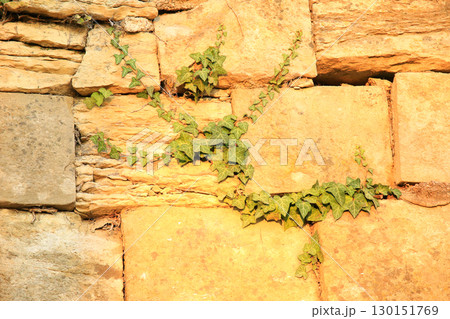 Textured Stone Wall Covered With Green Ivy Leaves Textured Stone Wall Covered With Green Ivy Leaves 130151769