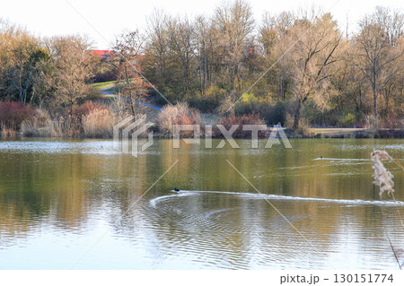 Peaceful Autumn Lake Surrounded By Vibrant Colorful Trees Peaceful Autumn Lake Surrounded By Vibrant Colorful Trees 130151774