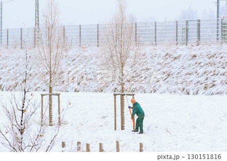 Worker Cutting Young Tree Branches in Winter Worker Cutting Young Tree Branches in Winter 130151816