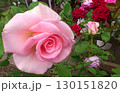 ピンクのバラの花のクローズアップ 130151820