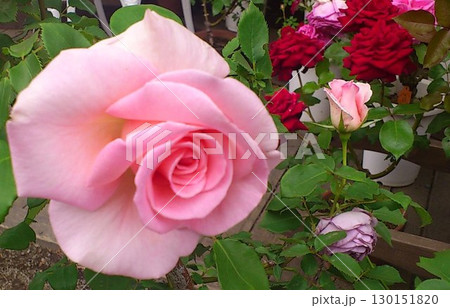 ピンクのバラの花のクローズアップ ピンクのバラの花のクローズアップ 130151820