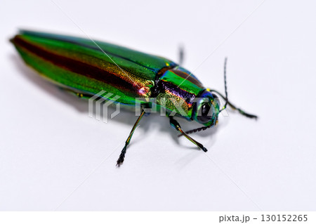 タマムシ 130152265