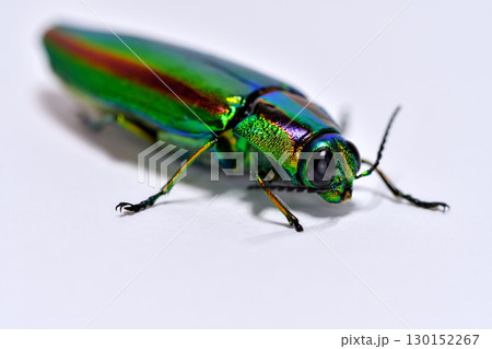 タマムシ 130152267