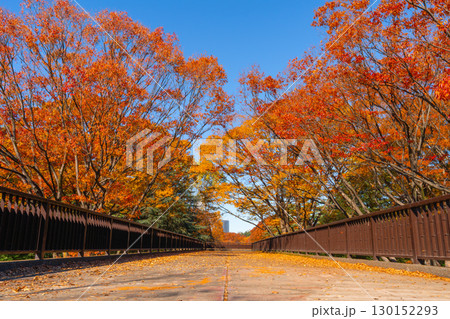 秋の代々木公園 歩道橋と紅葉風景 秋の代々木公園 歩道橋と紅葉風景 130152293