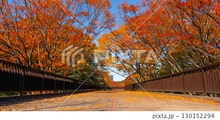 秋の代々木公園 歩道橋と紅葉風景 130152294