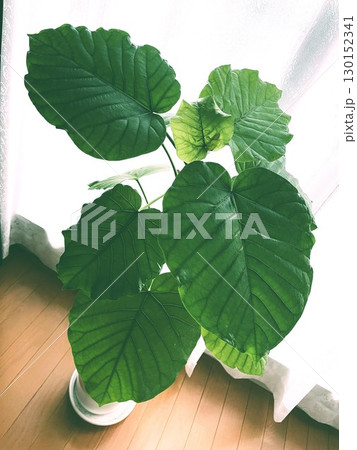 窓からの日光をあびる観葉植物のフィカスウンベラータ6 窓からの日光をあびる観葉植物のフィカスウンベラータ6 130152341
