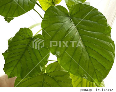 窓からの日光をあびる観葉植物のフィカスウンベラータ7 130152342