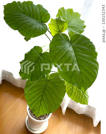 窓からの日光をあびる観葉植物のフィカスウンベラータ8 窓からの日光をあびる観葉植物のフィカスウンベラータ8 130152343