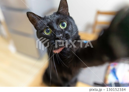 黒猫 黒猫 130152384