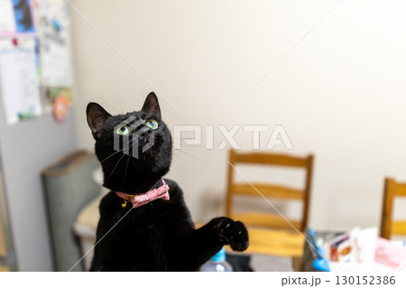 黒猫 130152386