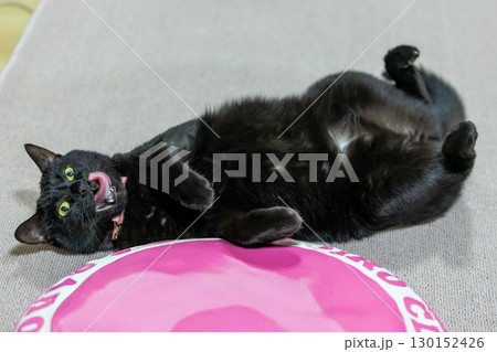 黒猫 黒猫 130152426