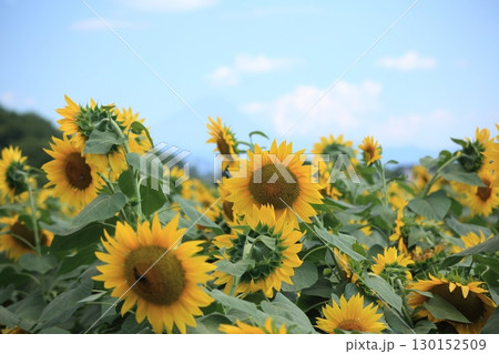 ひまわり畑に咲く大きなひまわり ひまわり畑に咲く大きなひまわり 130152509