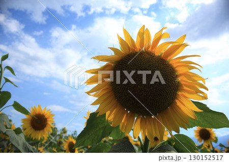 太陽に向かって 130152517