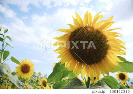 太陽に向かって咲くひまわり 130152519