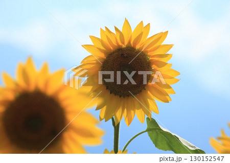 青空に咲くひまわり 130152547
