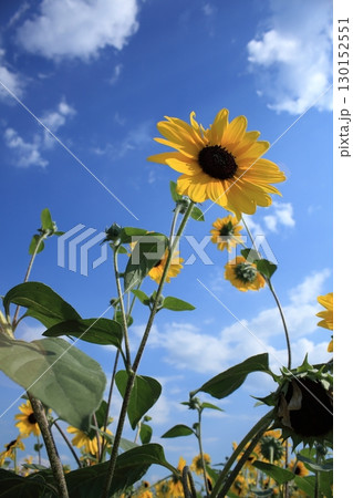 夏の空に伸びる向日葵 130152551