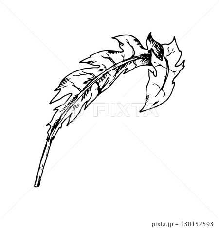 Hand drawn vector illustration of a jagged leaf, resembling dandelion or chicory foliage. Black and white botanical sketch, isolated on black background. Suitable for prints, labels and packaging Hand drawn vector illustration of a jagged leaf, resembling dandelion or chicory foliage. Black and white botanical sketch, isolated on black background. Suitable for prints, labels and packaging 130152593