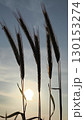 juicy green wheat spikelets in summer close-up. Wheat field in summer, harvest, sowing, evening. Wheat stalks against the background of the evening sky and sunset. 130153274