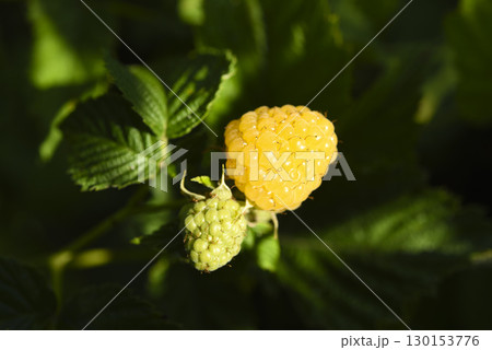 Yellow raspberries. Yellow raspberry berries on a bush. Yellow raspberries. Yellow raspberry berries on a bush. 130153776