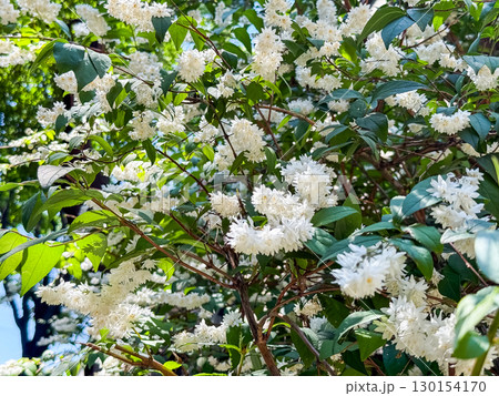 Deutzia gracilis duncan Chardonnay pearls bright white flowering shrub, beautiful ornamental tiny flowers in bloom 130154170