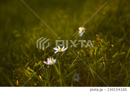 White chamomile flowers in the rays of the sun in a summer meadow. Flowers in the side. 130154180