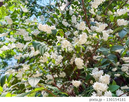 Deutzia gracilis duncan Chardonnay pearls bright white flowering shrub, beautiful ornamental tiny flowers in bloom 130154181