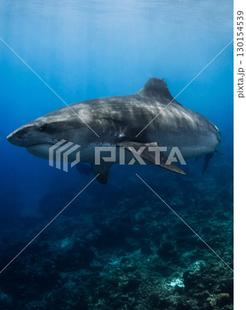 Tiger shark underwater in blue ocean. Huge shark close up 130154539