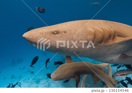 Nurse shark close up underwater in blue sea. 130154546