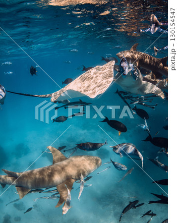Stingray with sharks and a lot of fish swims undersea in ocean. Stingray with sharks and a lot of fish swims undersea in ocean. 130154547