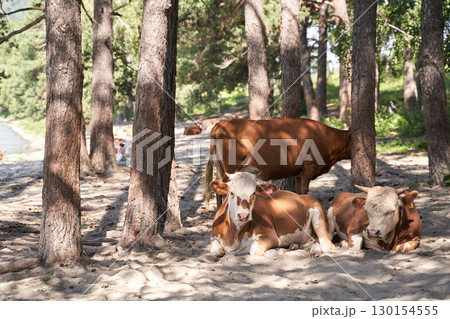 Cows resting in a sunlit forest clearing with trees and natural landscape Cows resting in a sunlit forest clearing with trees and natural landscape 130154555