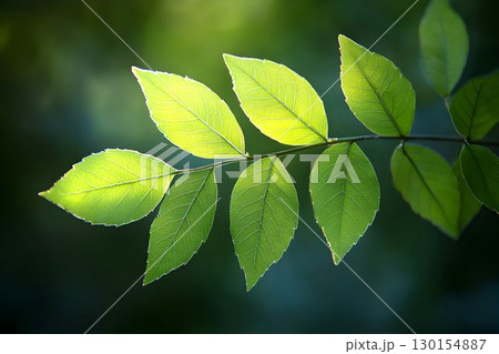 Backlit Ash Leaves: Translucent Green Veins Against Dark Forest 130154887