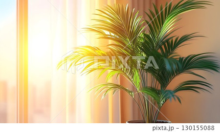 Golden Hour Glow: A Kentia Palm Bathed in Warm Sunlight by Sheer 130155088